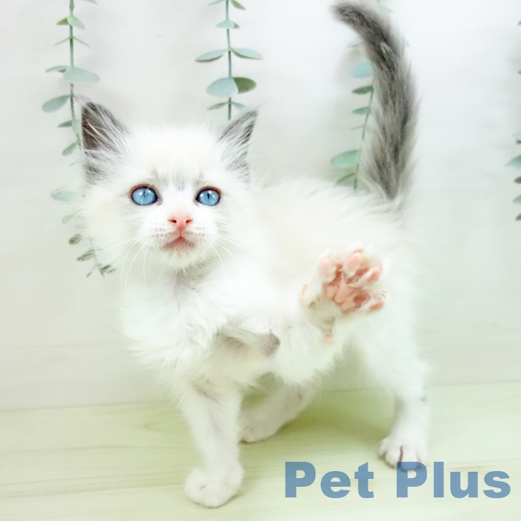 ラグドールの写真2