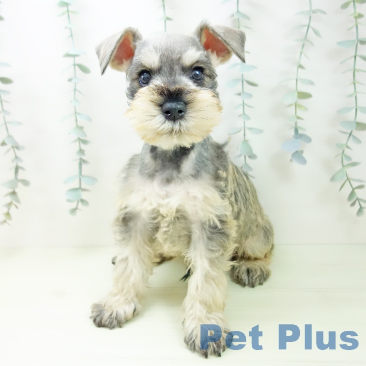 ミニチュア・シュナウザーの写真2