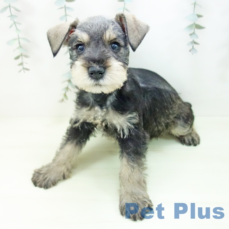 ミニチュア・シュナウザーの写真2