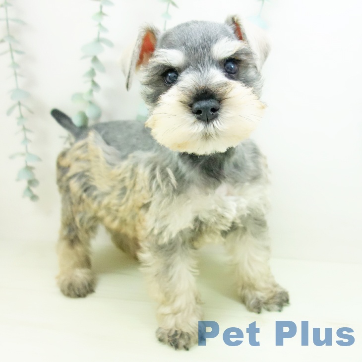 ミニチュア・シュナウザー