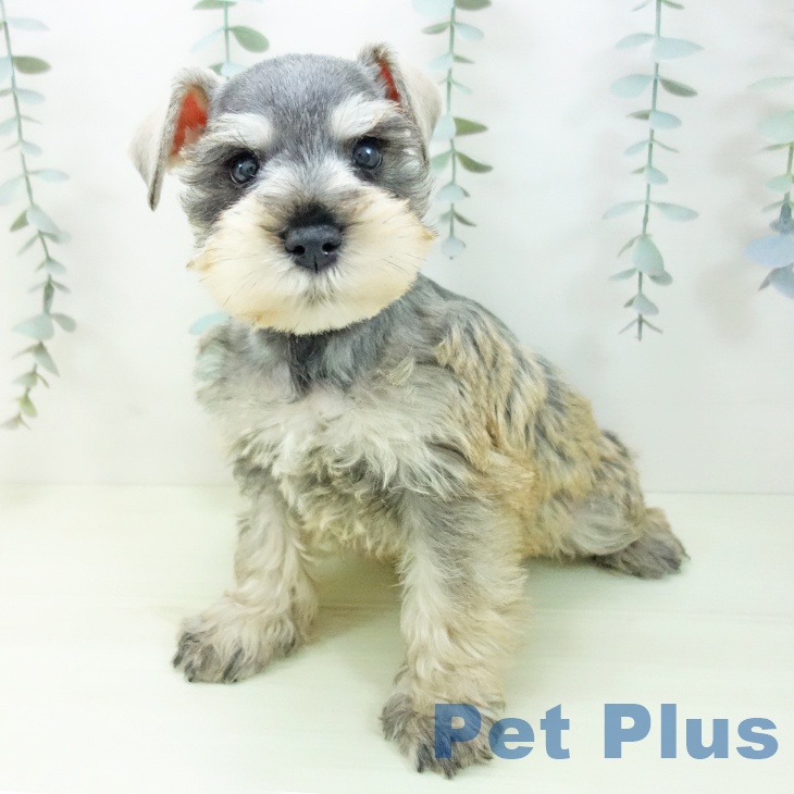 ミニチュア・シュナウザーの写真2