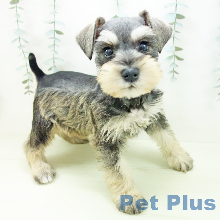 ミニチュア・シュナウザー