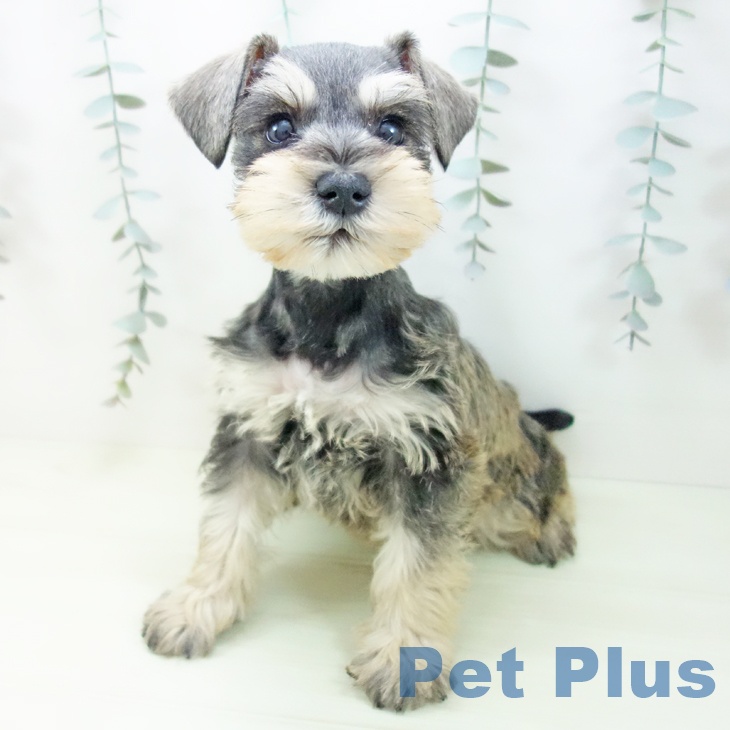 ミニチュア・シュナウザーの写真2