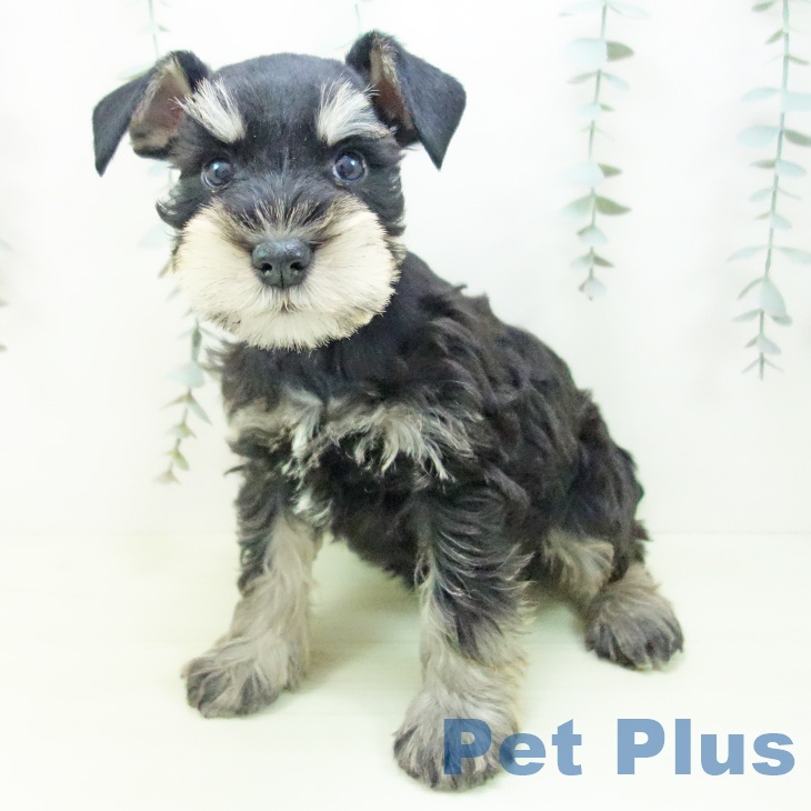 ミニチュア・シュナウザーの写真2