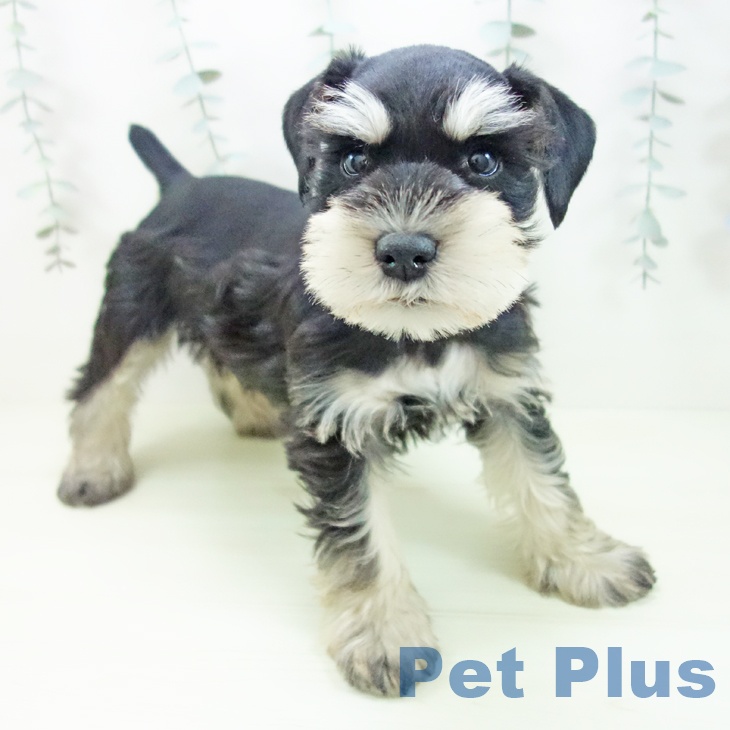 ミニチュア・シュナウザー