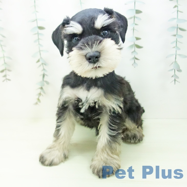 ミニチュア・シュナウザーの写真2