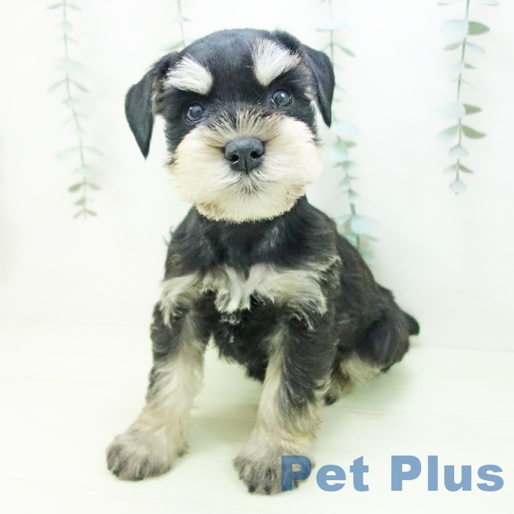 ミニチュア・シュナウザーの写真2