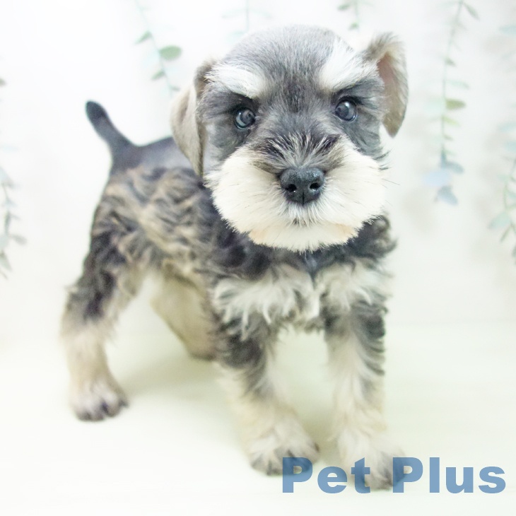 ミニチュア・シュナウザー