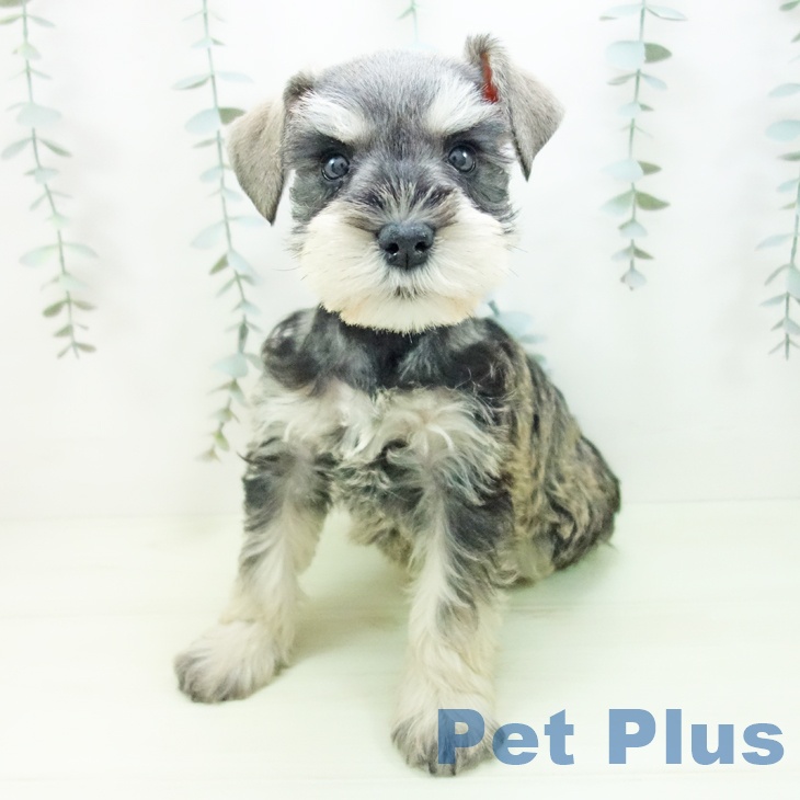 ミニチュア・シュナウザーの写真2