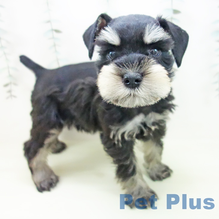 ミニチュア・シュナウザー