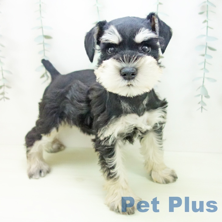 ミニチュア・シュナウザー