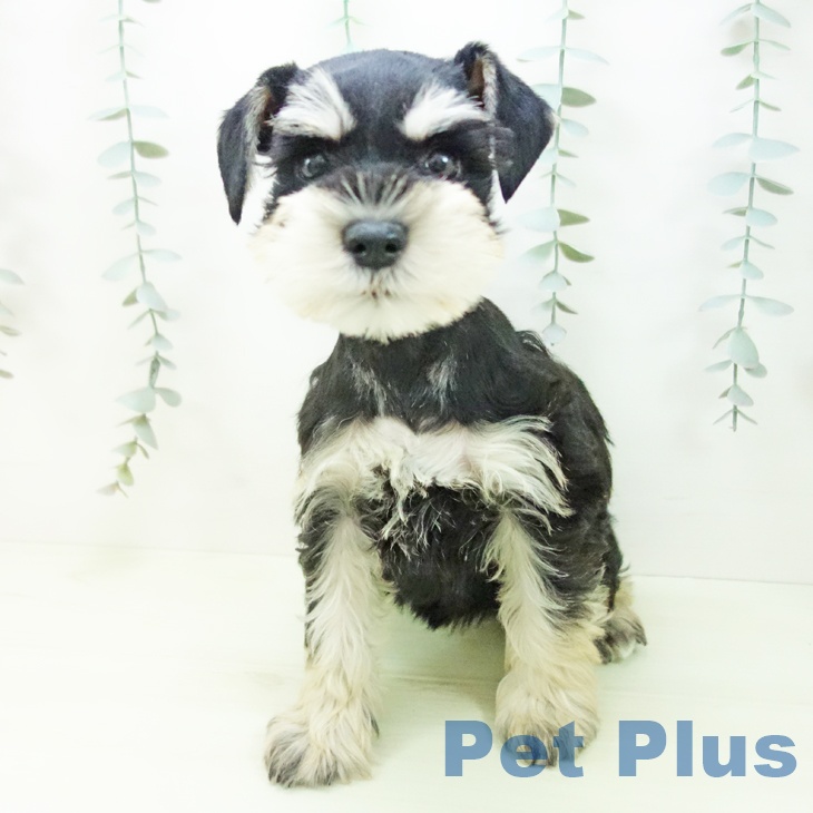 ミニチュア・シュナウザーの写真2