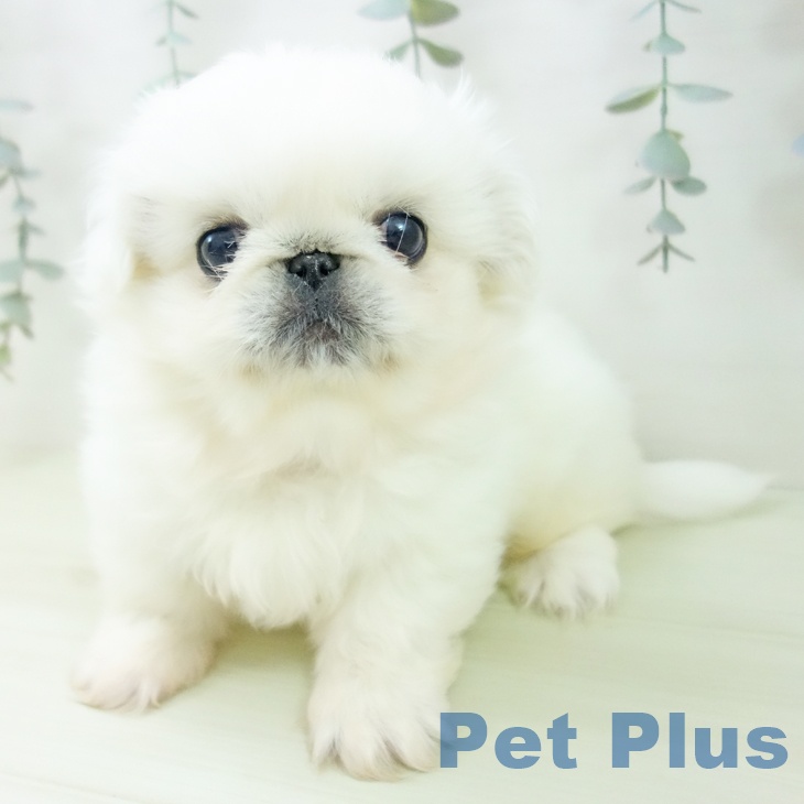 ペキニーズの写真2