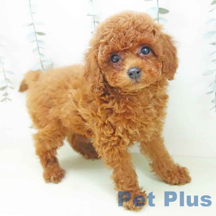 トイ・プードル