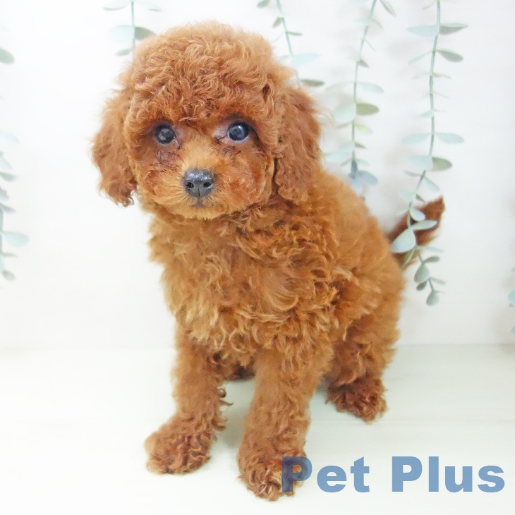 トイ・プードルの写真2