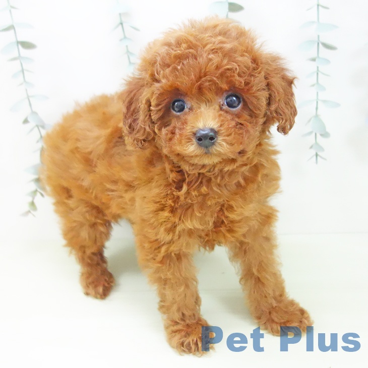 トイ・プードル