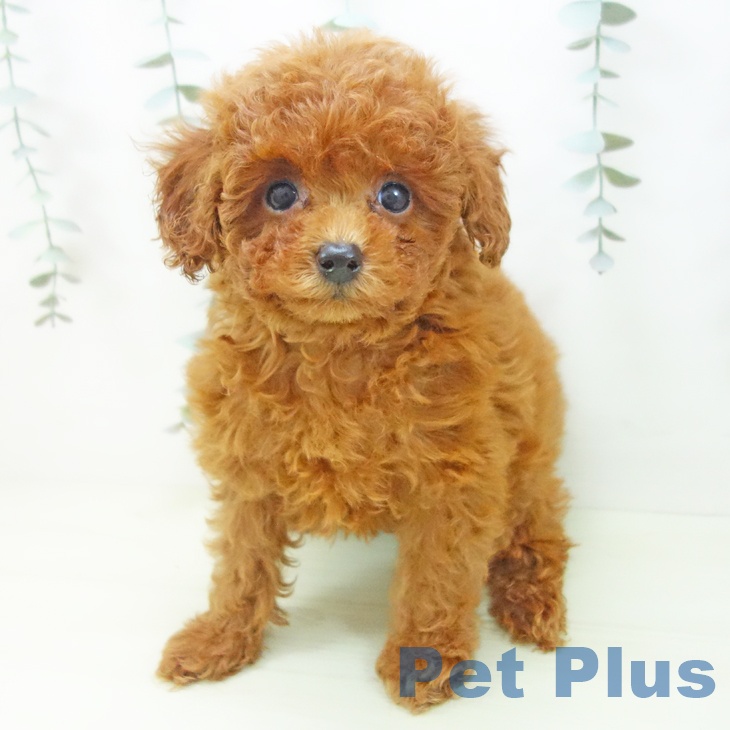 トイ・プードルの写真2