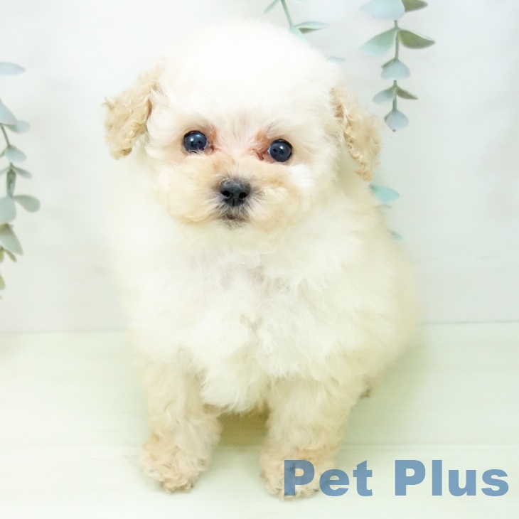 トイ・プードルの写真2