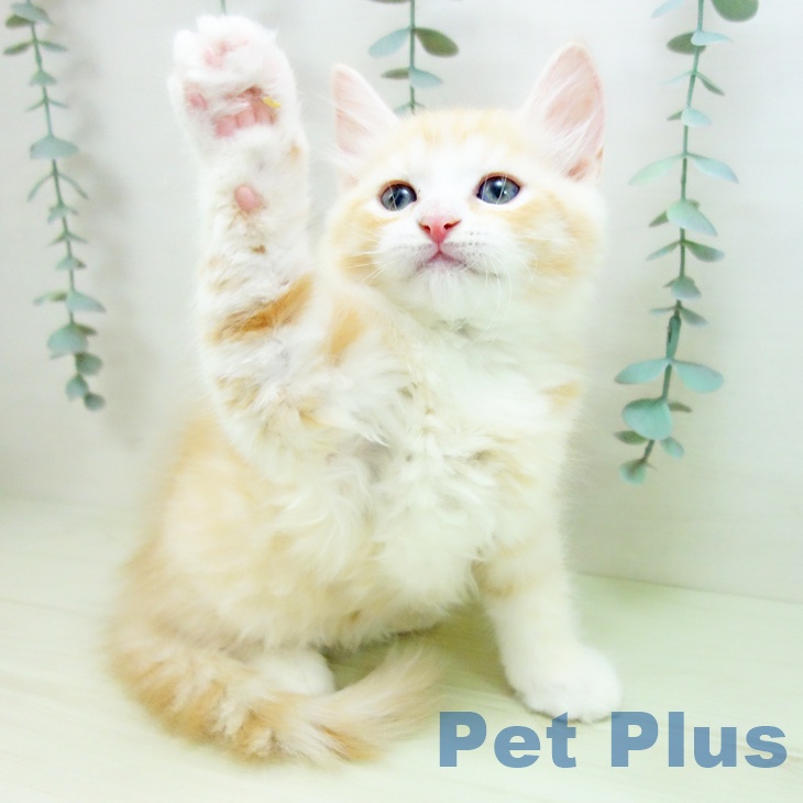 ラガマフィンの写真2