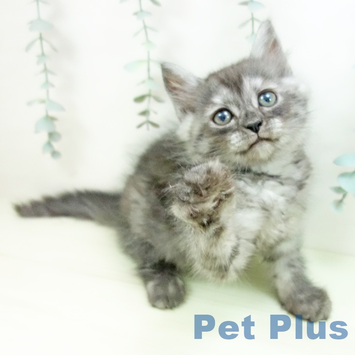 ラガマフィンの写真2