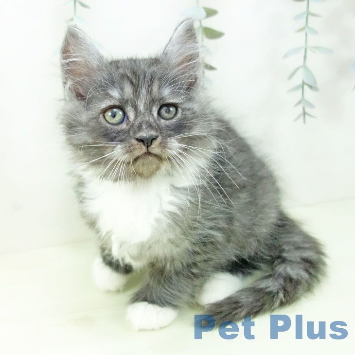 ラガマフィンの写真2