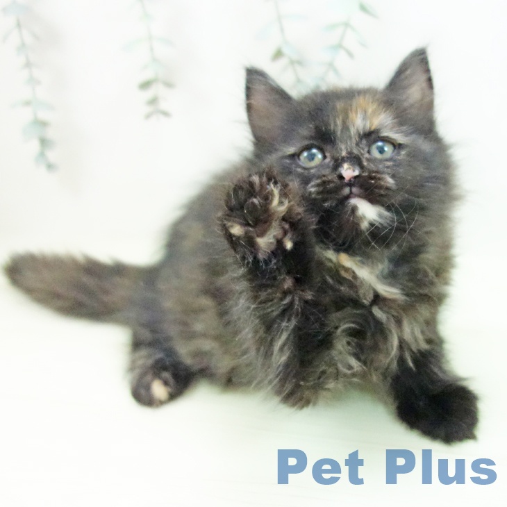 ラガマフィンの写真2