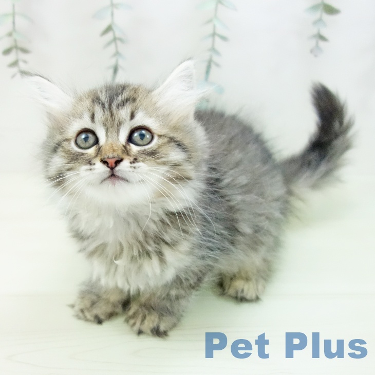 ラガマフィンの写真2