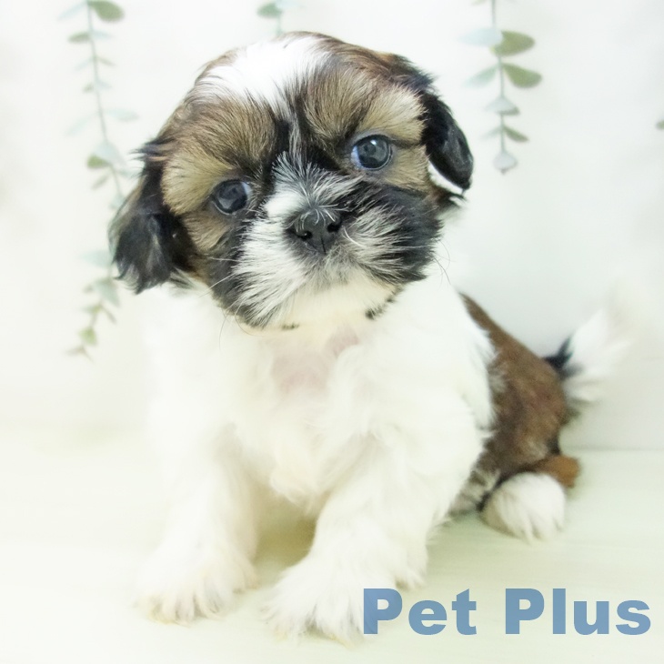 シー・ズーの写真2