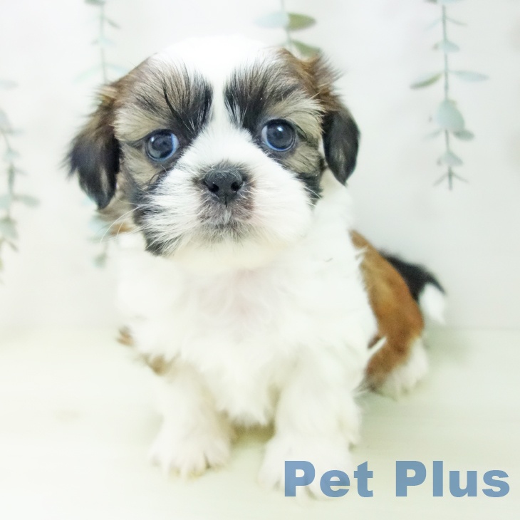 シー・ズーの写真2