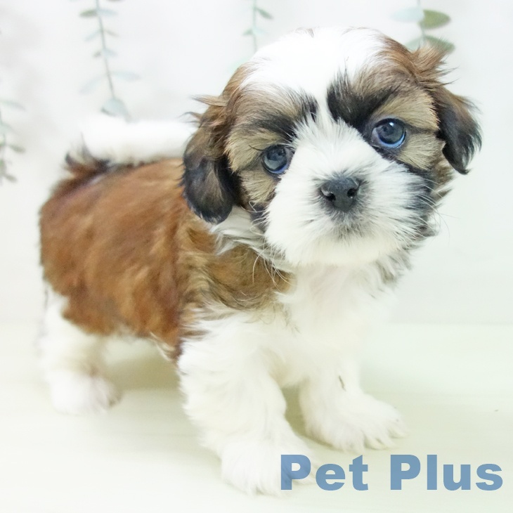 シー・ズーの写真2