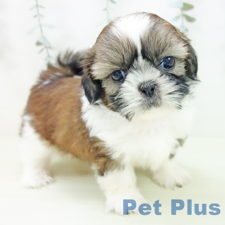 シー・ズーの写真2