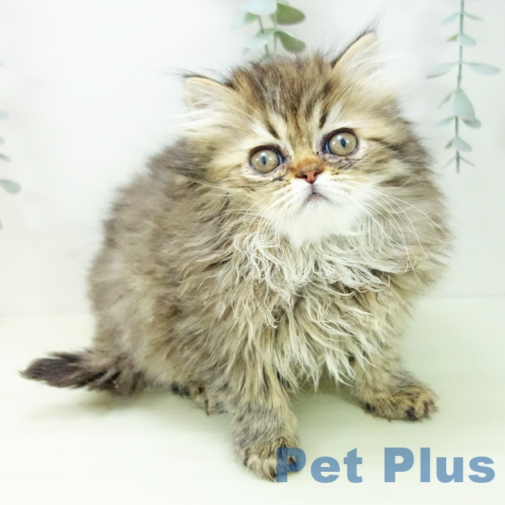 ペルシャの写真2