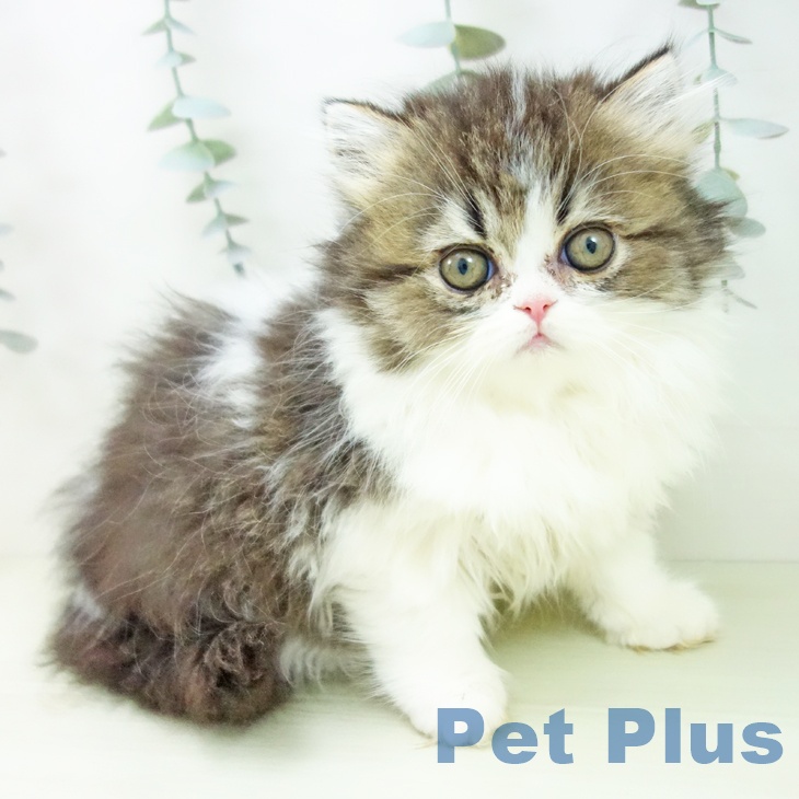 愛知県のペルシャ (ペットプラス ナゴヤドーム前店/2026年1月2日生まれ/女の子/ブラウンタビーホワイト)の子猫の1枚目の画像