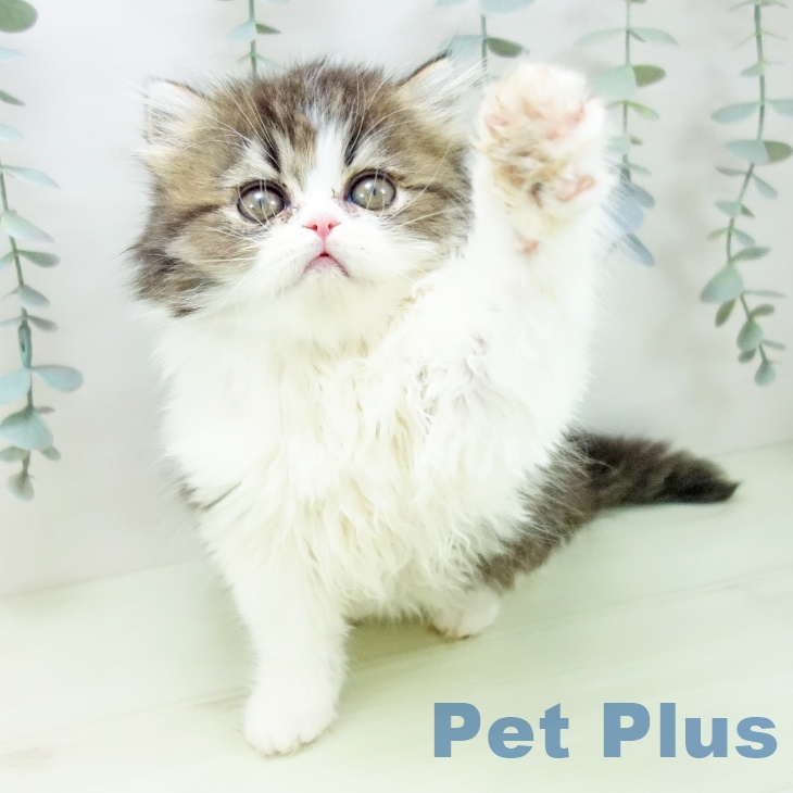 愛知県のペルシャ (ペットプラス ナゴヤドーム前店/2026年1月2日生まれ/女の子/ブラウンタビーホワイト)の子猫の2枚目の画像