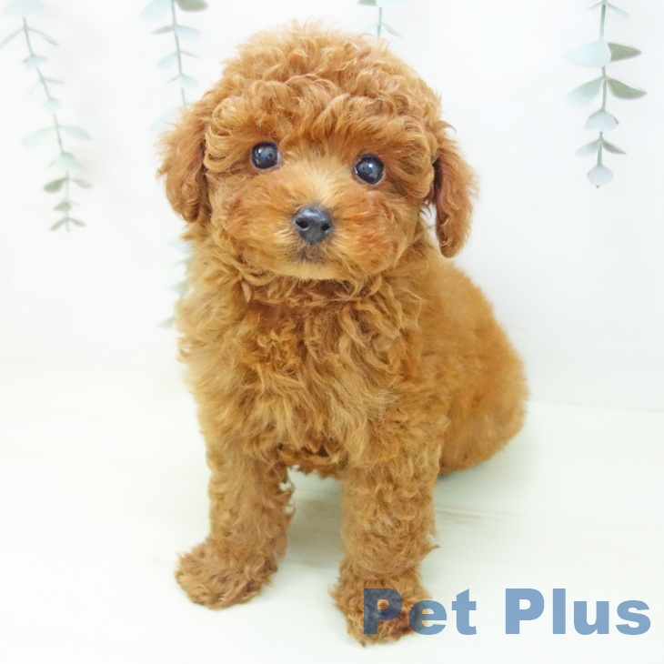 トイ・プードル