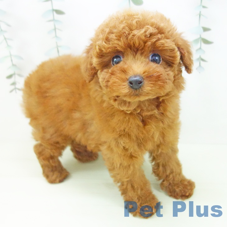 トイ・プードル