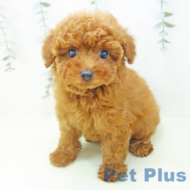 トイ・プードルの写真2