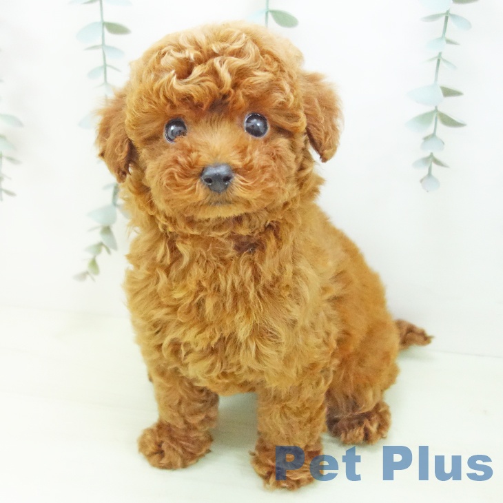 トイ・プードル