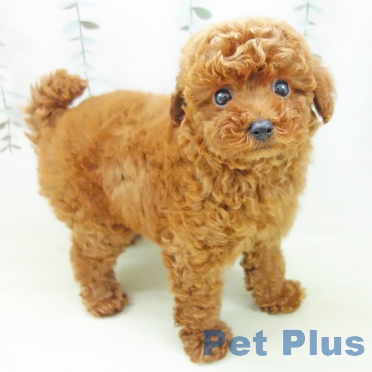 トイ・プードルの写真2