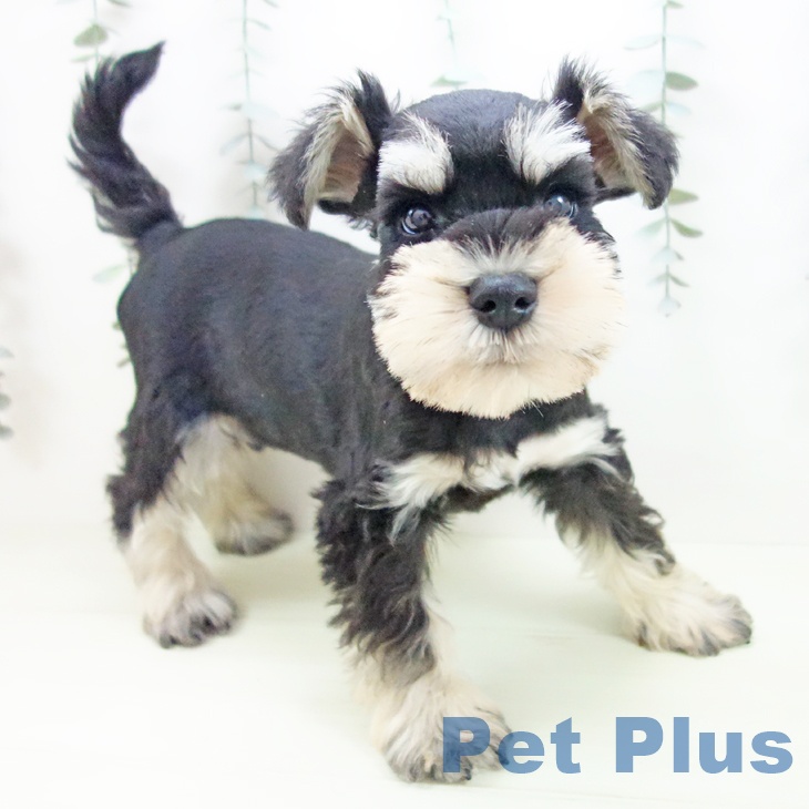 ミニチュア・シュナウザーの写真2