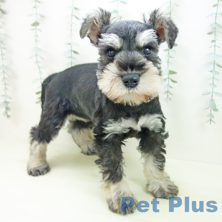 ミニチュア・シュナウザー