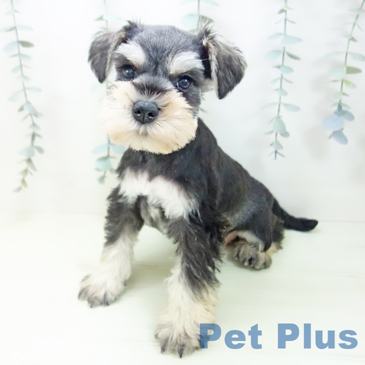 ミニチュア・シュナウザーの写真2