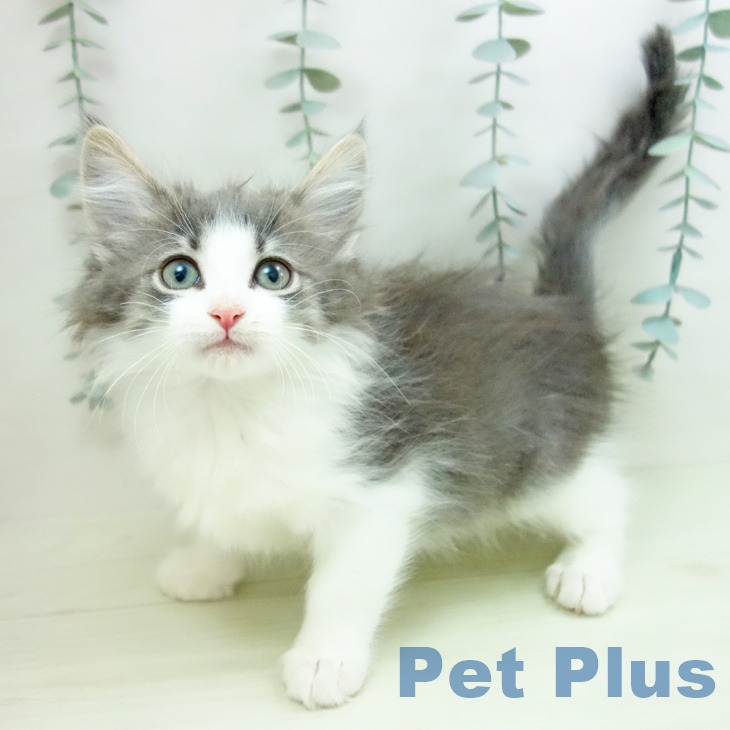 ノルウェージャンフォレストキャット