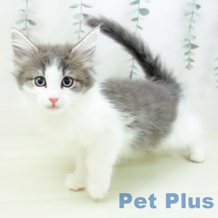 ノルウェージャンフォレストキャットの写真2