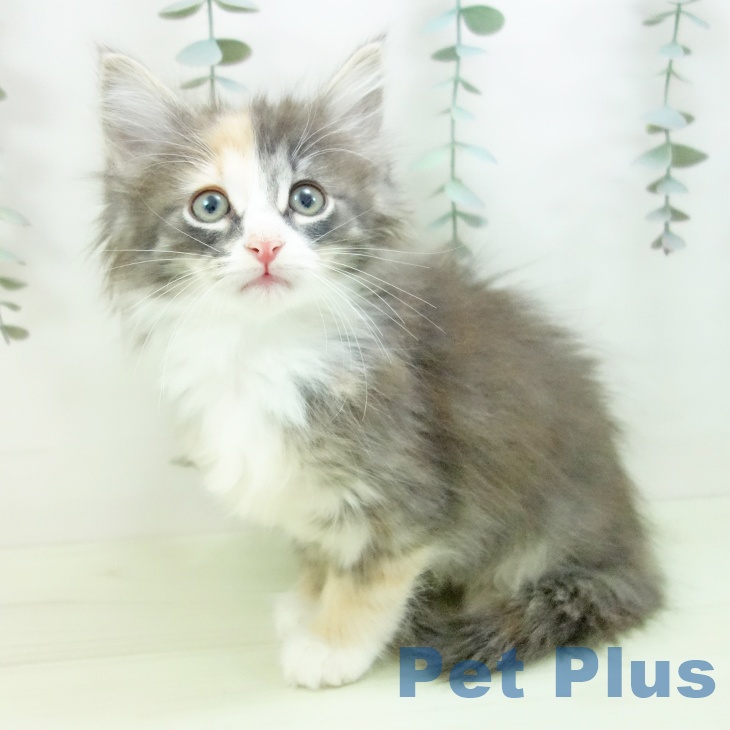 ノルウェージャンフォレストキャットの写真2