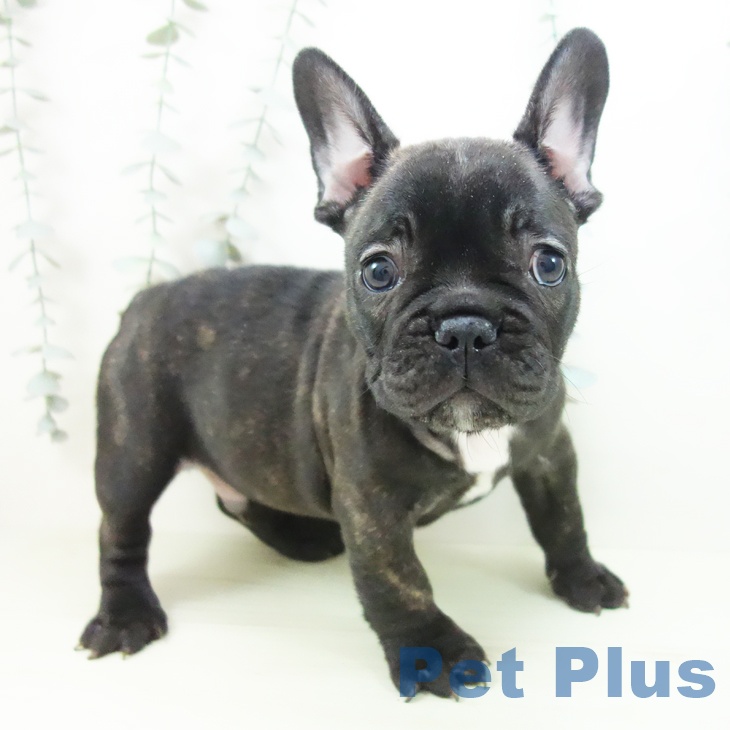 フレンチ・ブルドッグ