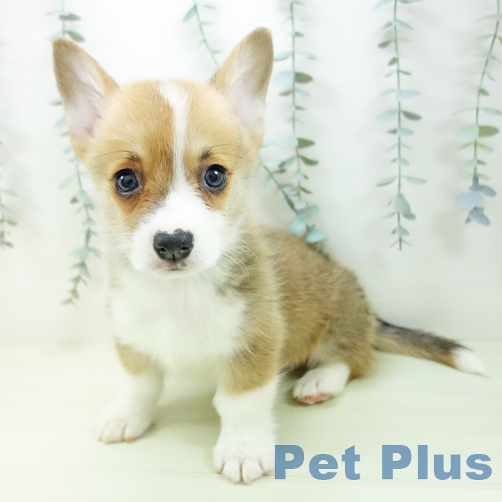 ウェルシュ・コーギー・ペンブロークの写真2