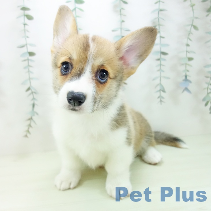 ウェルシュ・コーギー・ペンブロークの写真2