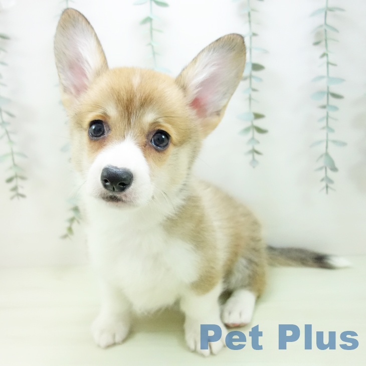 ウェルシュ・コーギー・ペンブロークの写真2