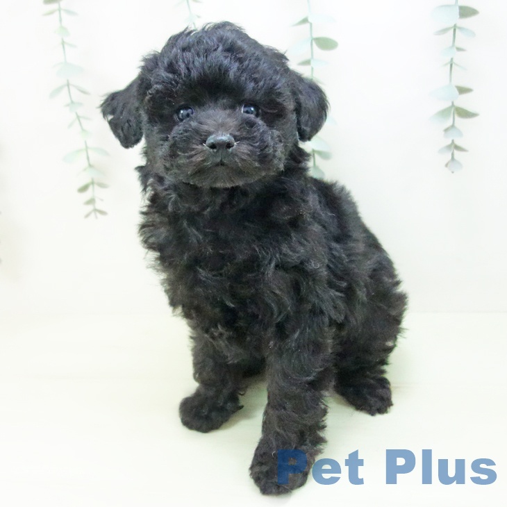 トイ・プードルの写真2